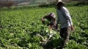 ممنوعیت ناگهانی ورود ۴ محصول ایرانی به عراق