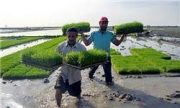 خسارت خزانه‌های برنج گیلان در دست بررسی است