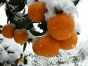 پرداخت غرامت به کشاورزان خسارت دیده از برف
