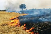 جریمه در انتظار سوزانندگان کاه و کلش مزارع برنج