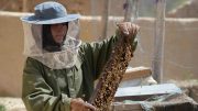 افزایش گرایش زنان گیلانی به زنبورداری
