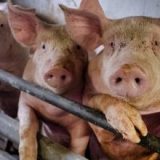 یک ویروس جدید آنفلوآنزا خوکی با پتانسیل همه‌گیری جهانی در چین شناسایی شد