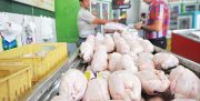 تولید ۱۰ درصد مرغ کشور در گیلان؛ کمبود نداریم