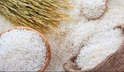 افزایش استفاده از آب سبز برای تولید برنج سفید گیلان