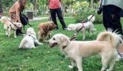 دادستان لاهیجان سگ گردانی را ممنوع کرد