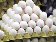 قیمت تخم مرغ تاریخی شد