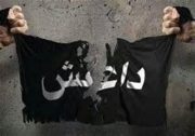 گاوهای داعشی!