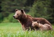 مشاهده خرس قهوه‌ای همراه با ۲ توله در گیلان