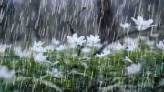 بارش باران بهاری ، لطافت هوای فروردین ماه در گیلان